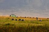 TANZANIA - Ngorongoro Crater - 82